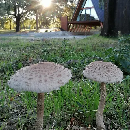 Carvalhal Redondo - * Castelo Novo