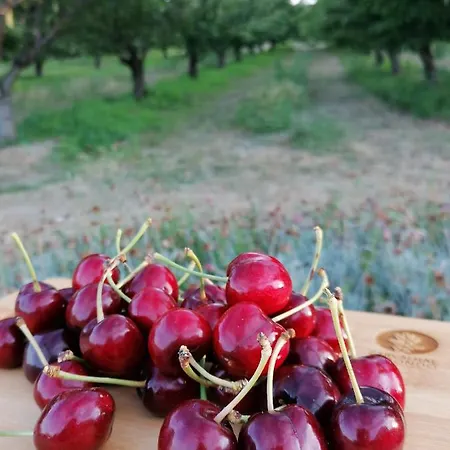 Carvalhal Redondo - Farm House Kır Evi Castelo Novo