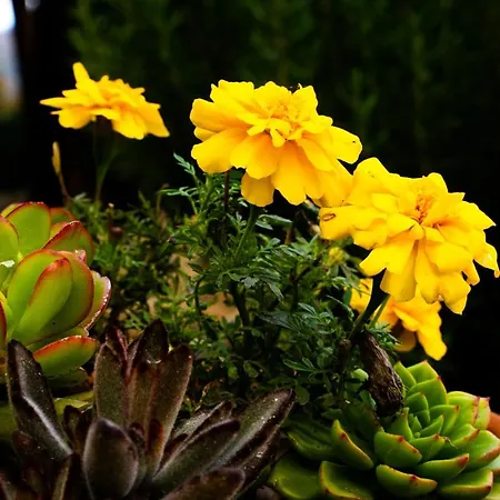 Hétvégi ház Carvalhal Redondo - *