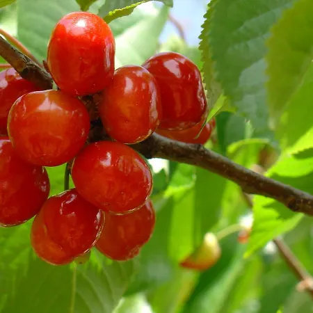 Carvalhal Redondo - Farm House *