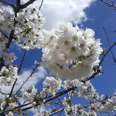 Carvalhal Redondo - Landsted Castelo Novo