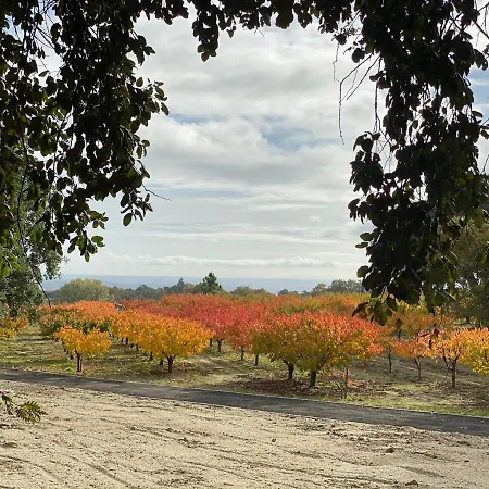 Carvalhal Redondo - *