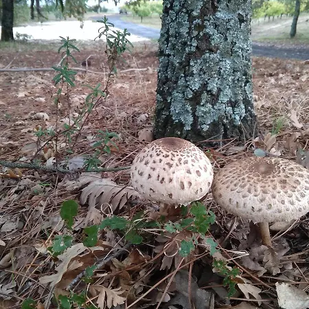 Hétvégi ház Carvalhal Redondo - Castelo Novo