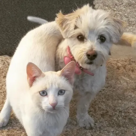 Carvalhal Redondo - Castelo Novo