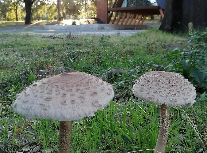 Carvalhal Redondo - * Castelo Novo