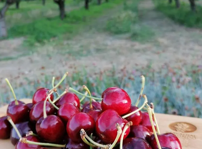 Carvalhal Redondo - منزل ريفي Castelo Novo