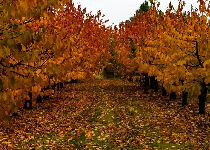 Carvalhal Redondo - *