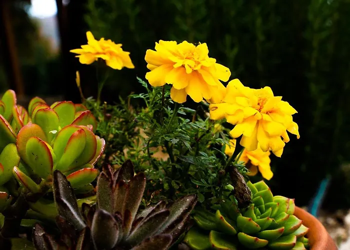 منزل ريفي Carvalhal Redondo - *