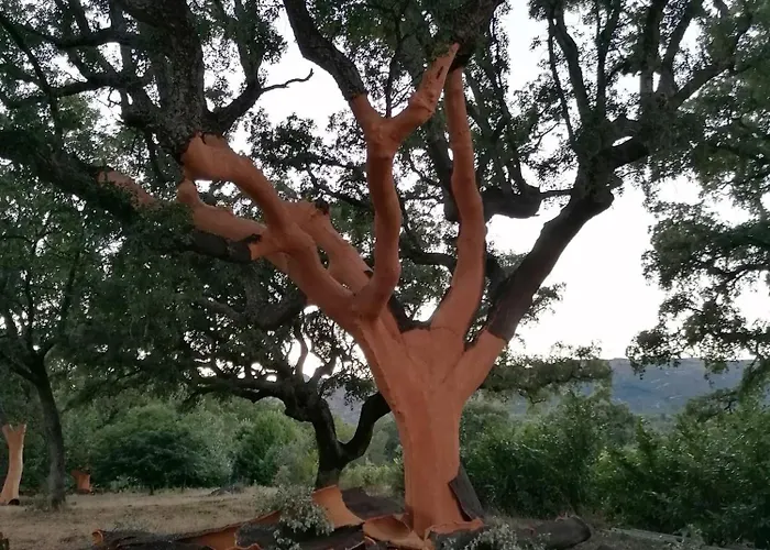 منزل ريفي Carvalhal Redondo -