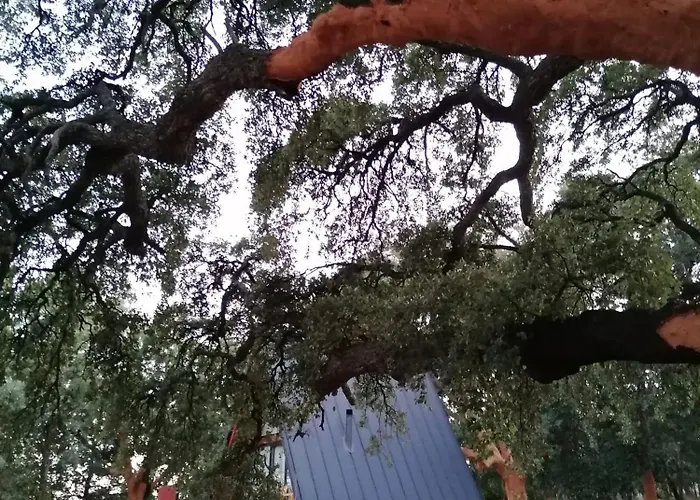 Carvalhal Redondo - منزل ريفي Castelo Novo