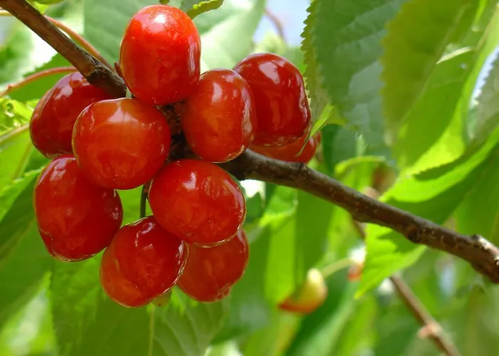 Carvalhal Redondo - *