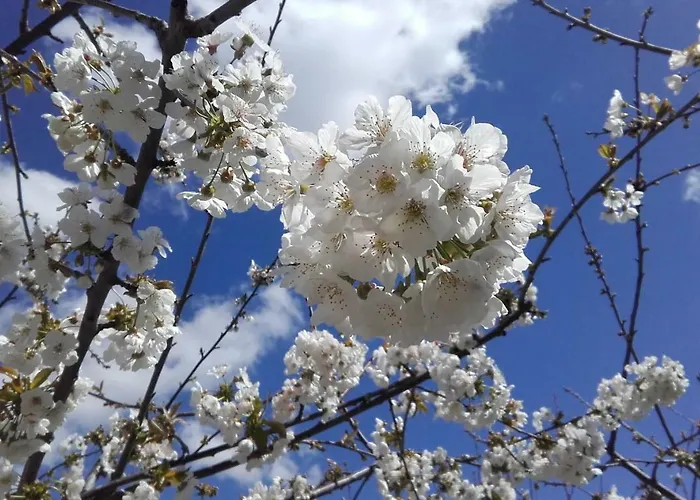 Carvalhal Redondo - منزل ريفي Castelo Novo