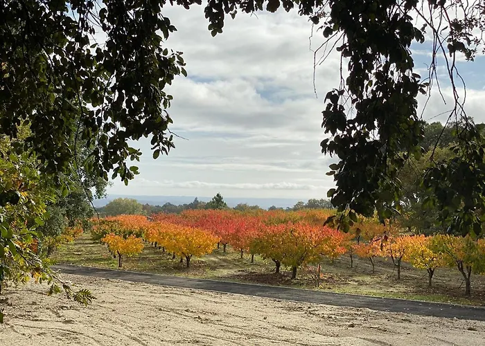 Carvalhal Redondo - *