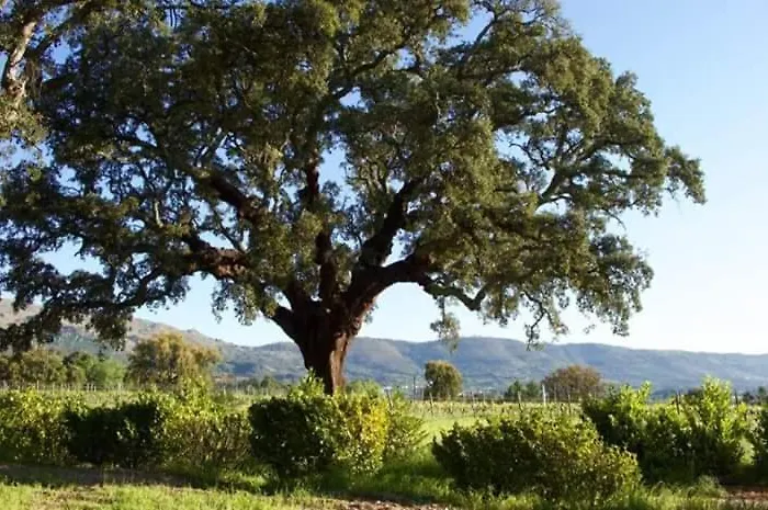 Carvalhal Redondo - * Castelo Novo