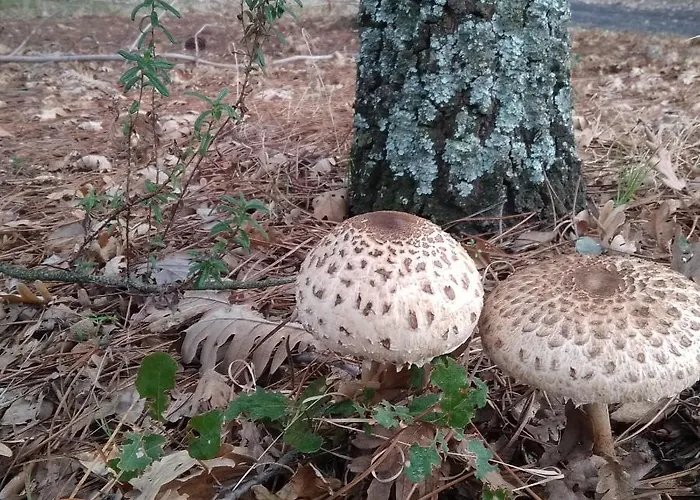 منزل ريفي Carvalhal Redondo - Castelo Novo