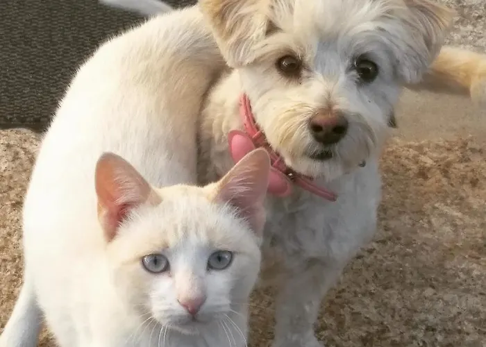 Carvalhal Redondo - Castelo Novo